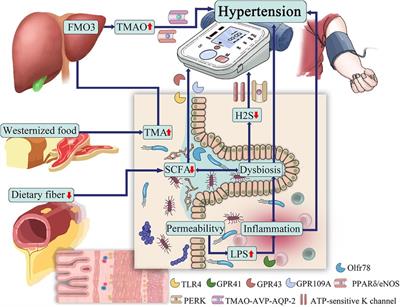 Gut microbiota: a potential new regulator of hypertension